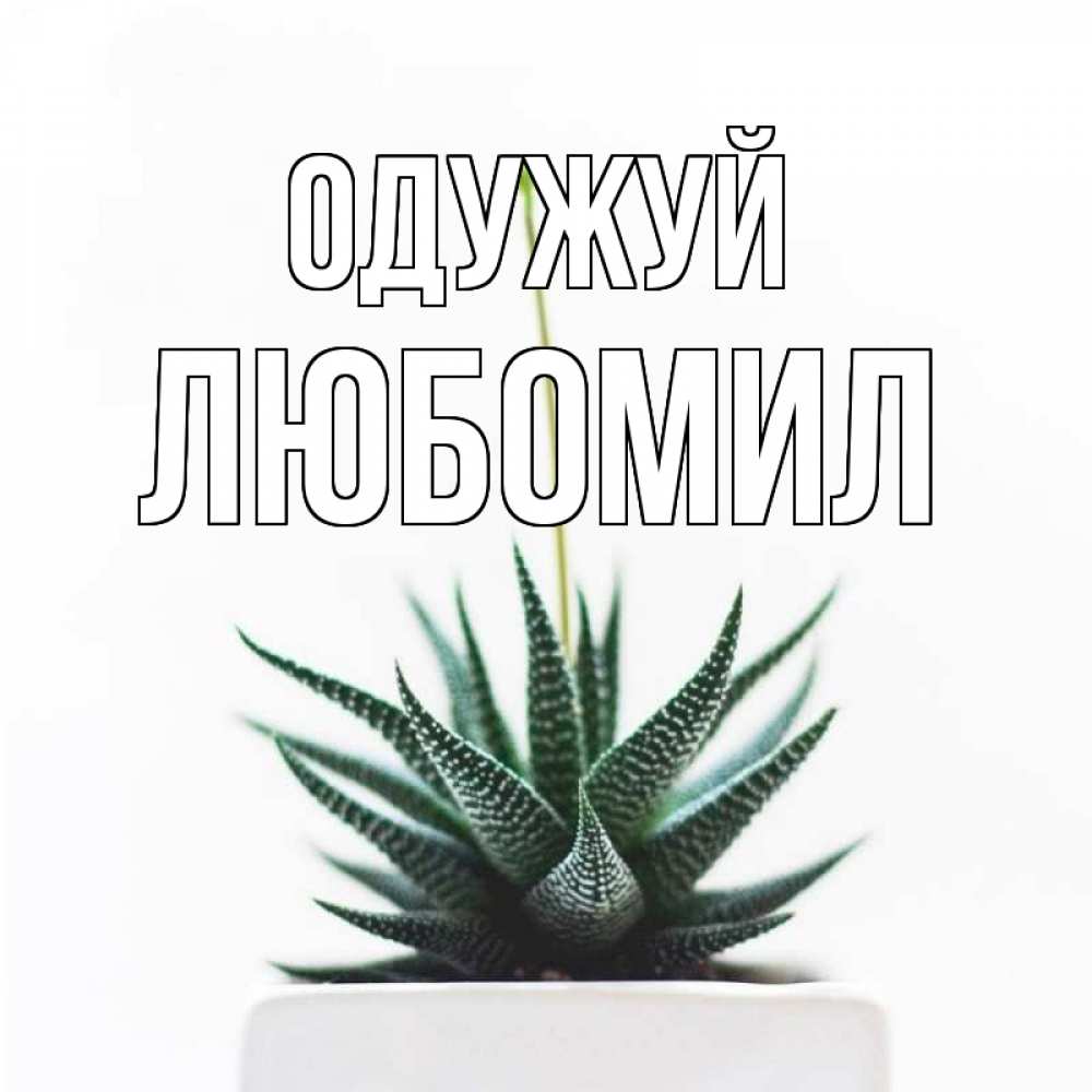Открытка на каждый день з підписом, Любомил Одужуй короче это непонятная колючка Прикольна листівка з побажанням онлайн скачати безкоштовно 