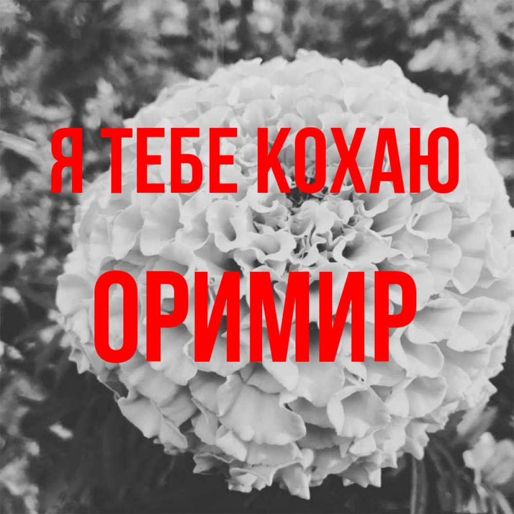 Открытка на каждый день з підписом, Оримир Я тебе кохаю подпись Прикольна листівка з побажанням онлайн скачати безкоштовно 