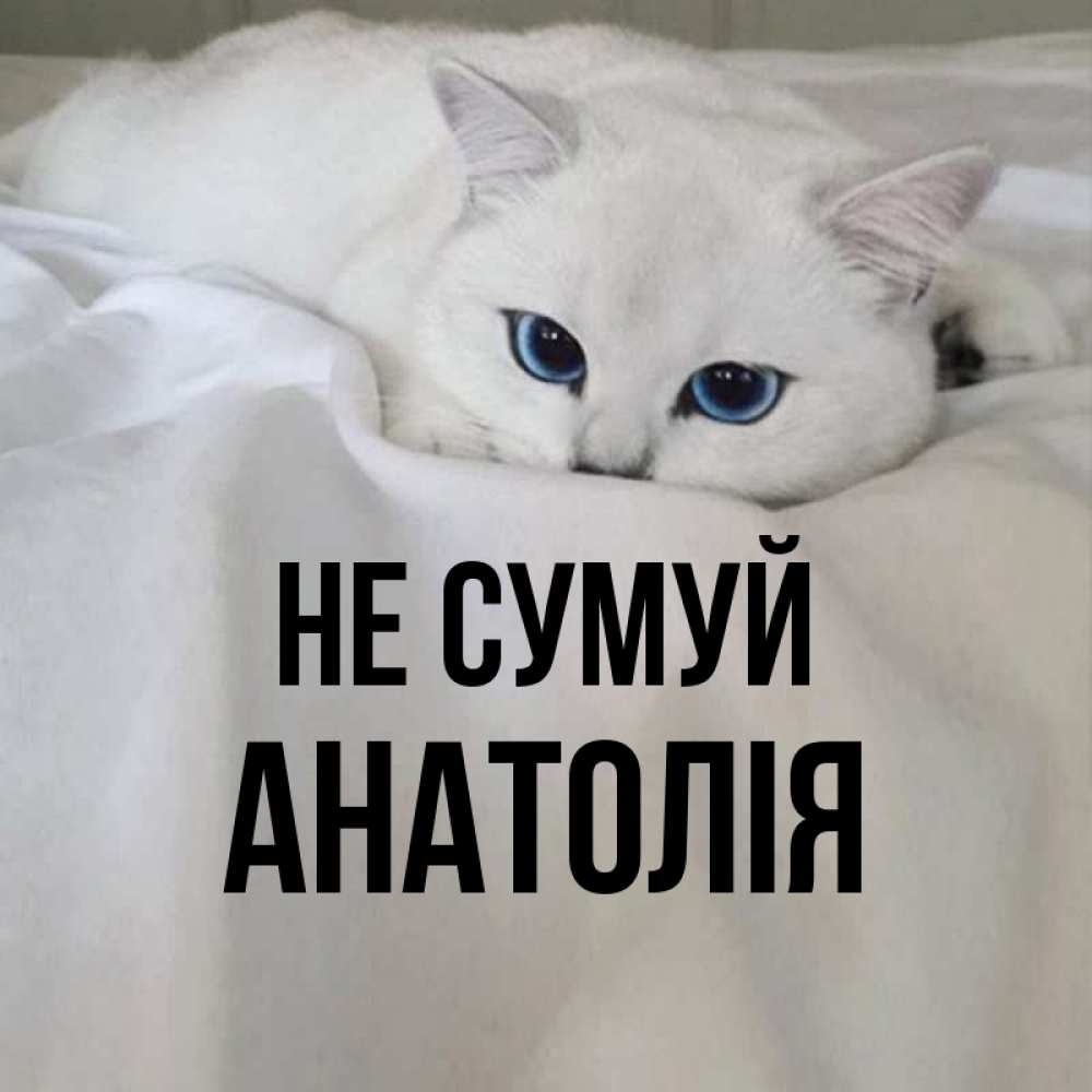Открытка на каждый день з підписом, Анатолія Не сумуй Голубоглазая кошка Прикольна листівка з побажанням онлайн скачати безкоштовно 