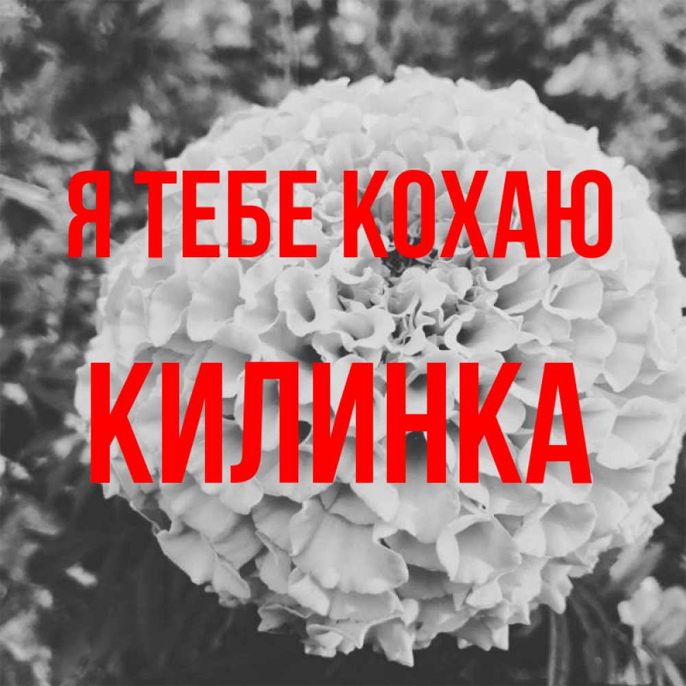 Открытка на каждый день з підписом, Килинка Я тебе кохаю подпись Прикольна листівка з побажанням онлайн скачати безкоштовно 