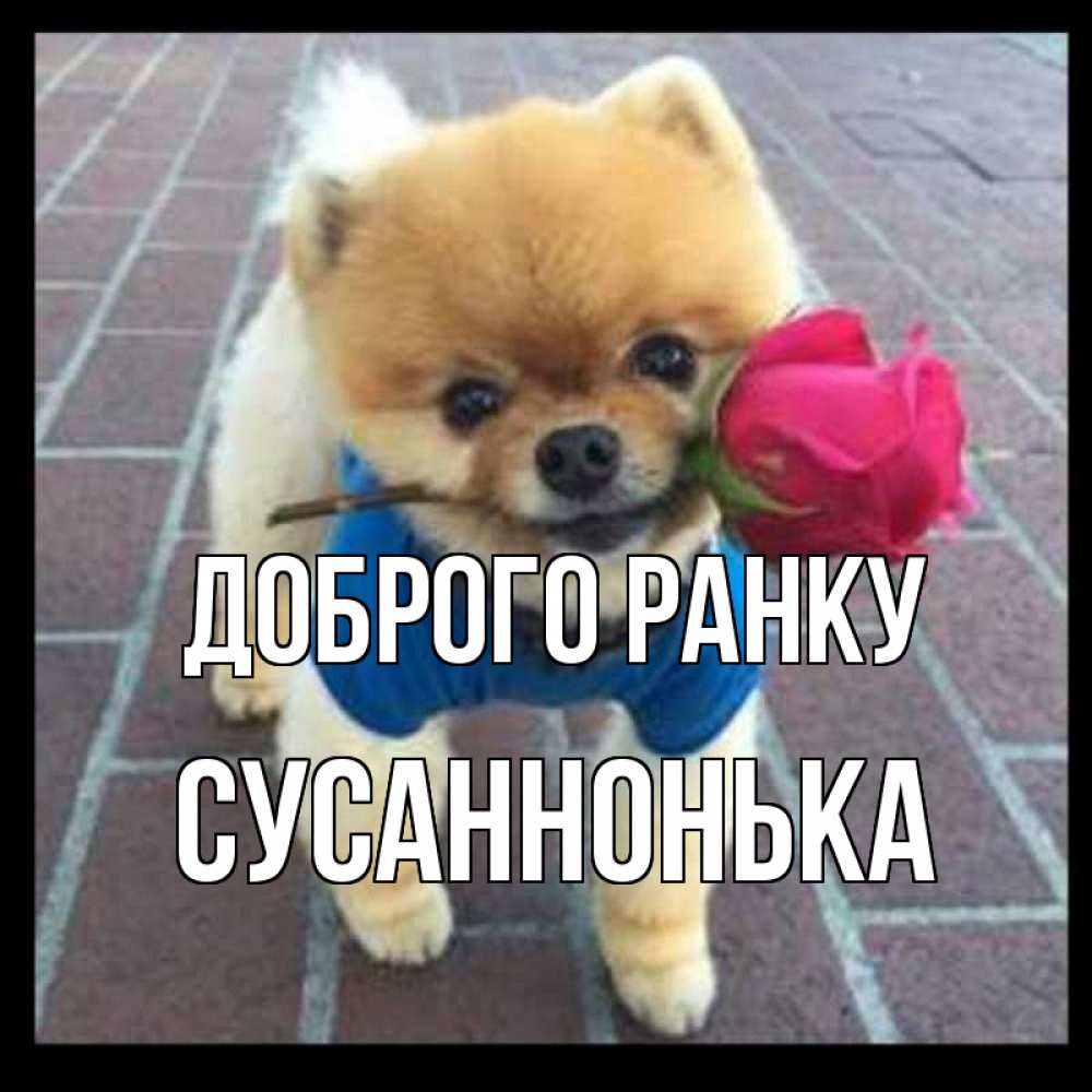 Открытка на каждый день з підписом, Сусаннонька Доброго ранку роза в зубах Прикольна листівка з побажанням онлайн скачати безкоштовно 
