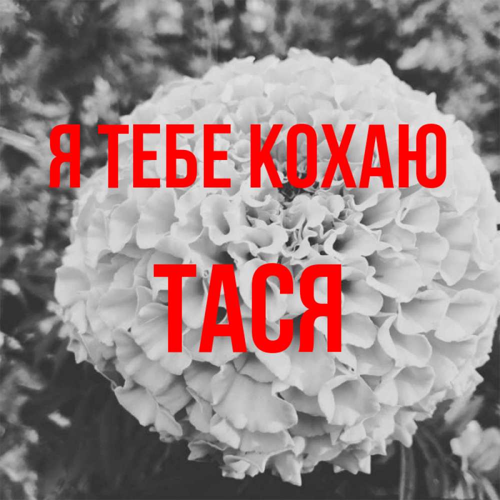 Открытка на каждый день з підписом, Тася Я тебе кохаю подпись Прикольна листівка з побажанням онлайн скачати безкоштовно 