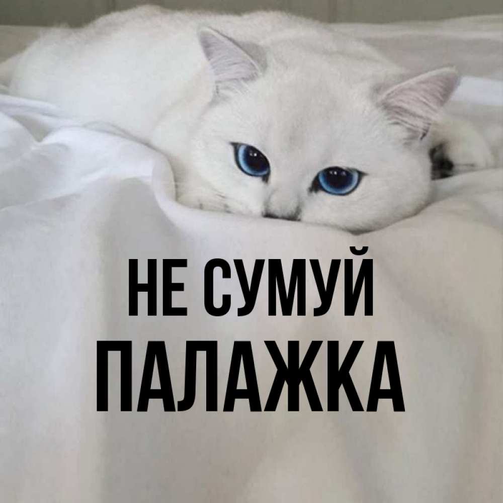 Открытка на каждый день з підписом, Палажка Не сумуй Голубоглазая кошка Прикольна листівка з побажанням онлайн скачати безкоштовно 