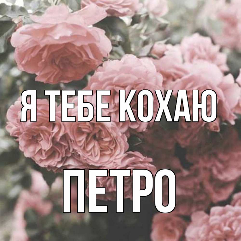 Открытка на каждый день з підписом, Петро Я тебе кохаю розы 3 Прикольна листівка з побажанням онлайн скачати безкоштовно 