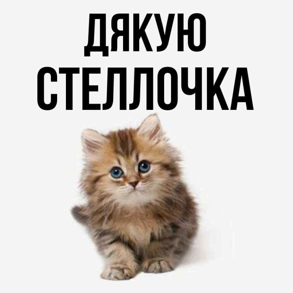 Открытка на каждый день з підписом, Стеллочка Дякую пушистый котик Прикольна листівка з побажанням онлайн скачати безкоштовно 