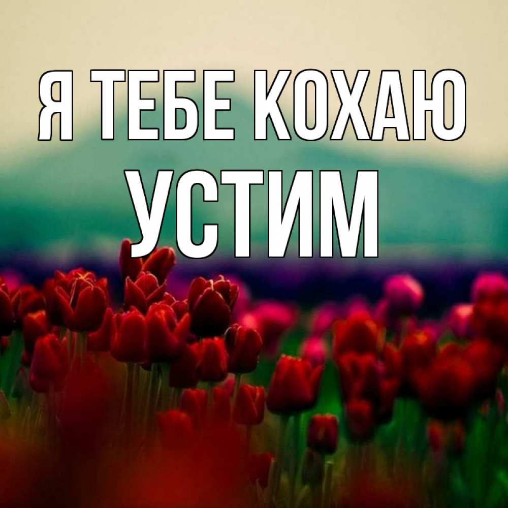 Открытка на каждый день з підписом, Устим Я тебе кохаю тюльпаны 4 Прикольна листівка з побажанням онлайн скачати безкоштовно 