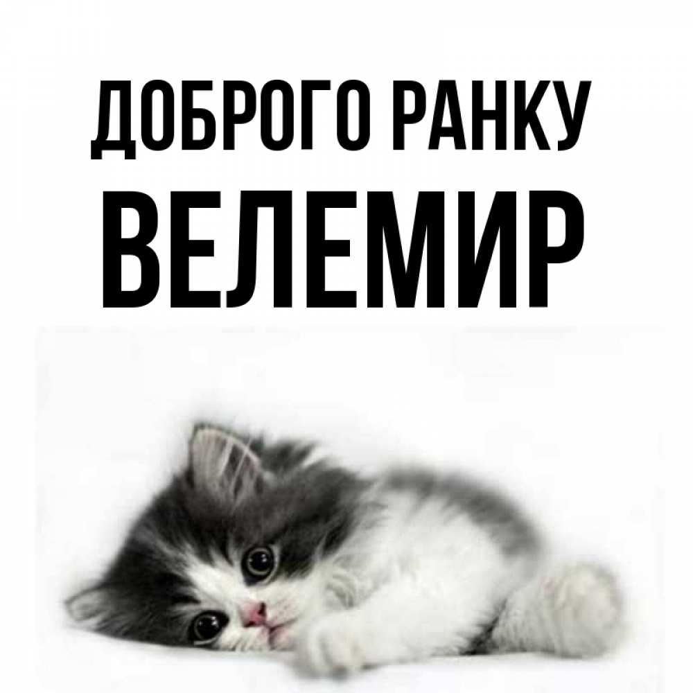 Открытка на каждый день з підписом, Велемир Доброго ранку кот лапки Прикольна листівка з побажанням онлайн скачати безкоштовно 