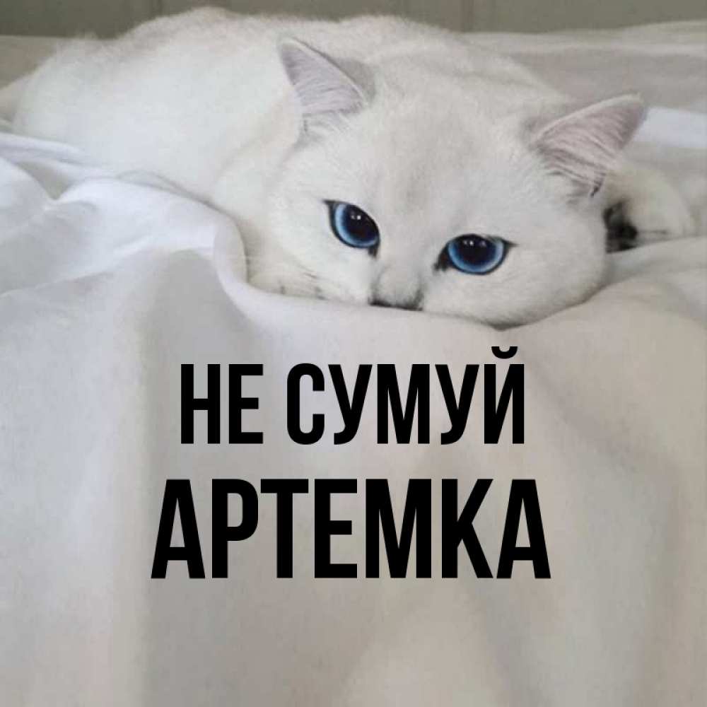 Открытка на каждый день з підписом, Артемка Не сумуй Голубоглазая кошка Прикольна листівка з побажанням онлайн скачати безкоштовно 