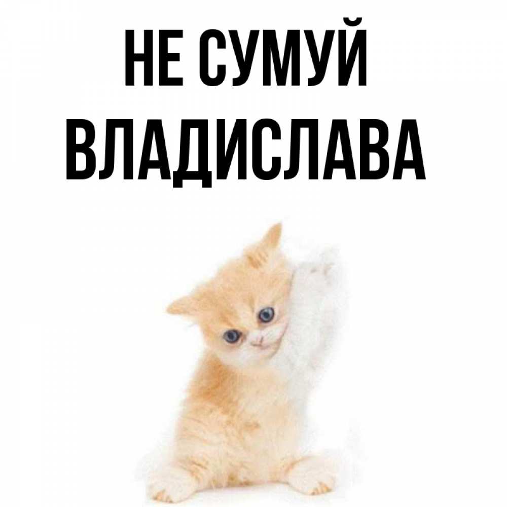 Открытка на каждый день з підписом, Владислава Не сумуй просящий кот Прикольна листівка з побажанням онлайн скачати безкоштовно 