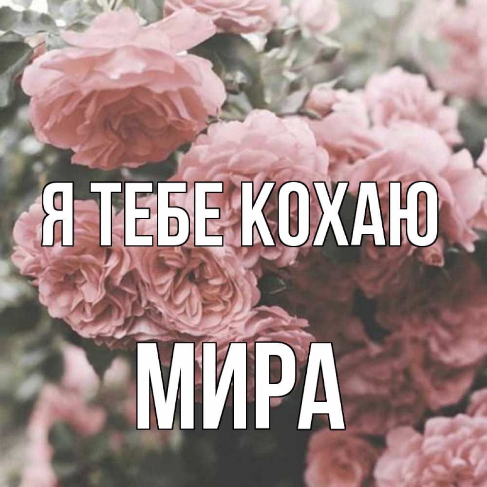 Открытка на каждый день з підписом, Мира Я тебе кохаю розы 3 Прикольна листівка з побажанням онлайн скачати безкоштовно 