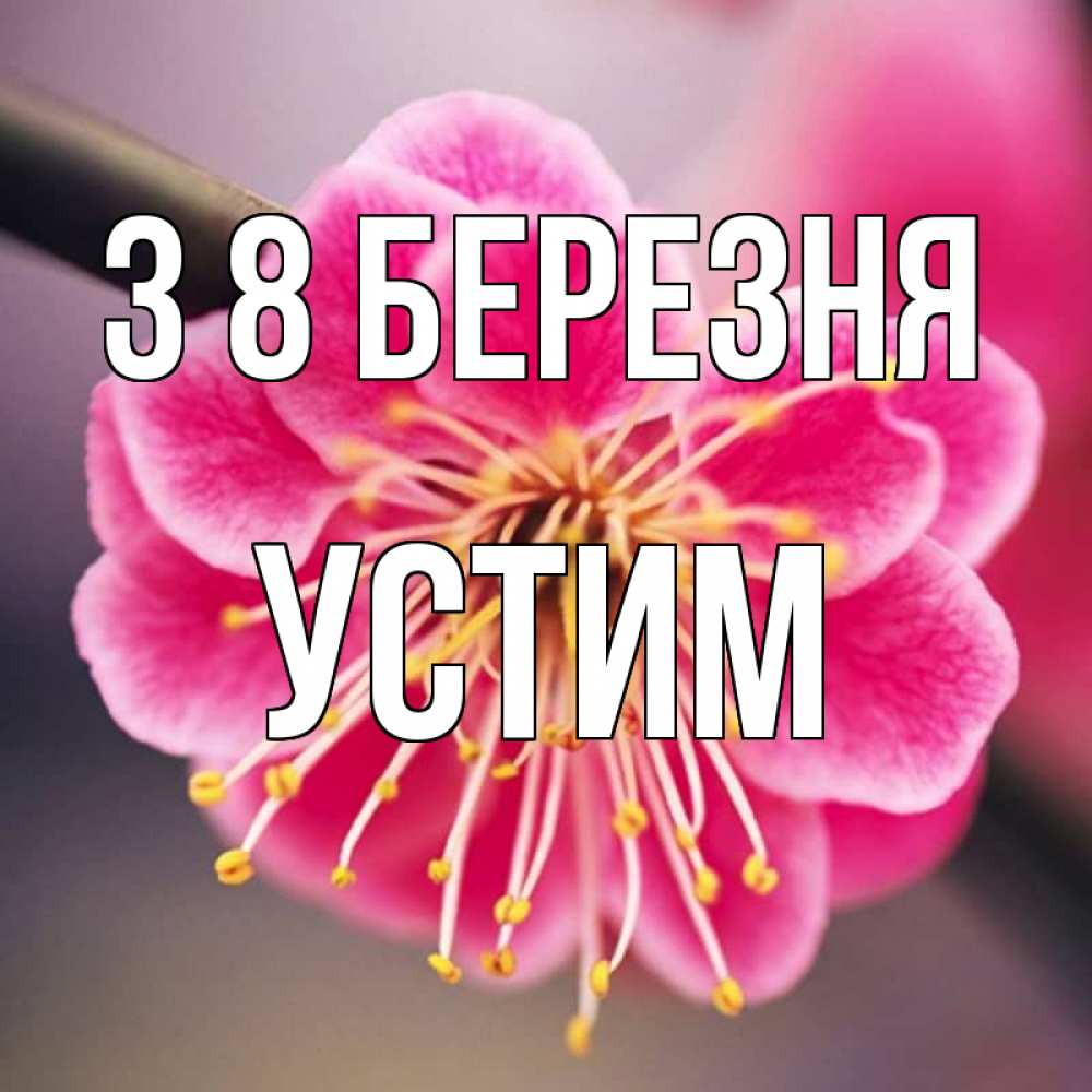 Открытка на каждый день з підписом, Устим З 8 БЕРЕЗНЯ цветы Прикольна листівка з побажанням онлайн скачати безкоштовно 