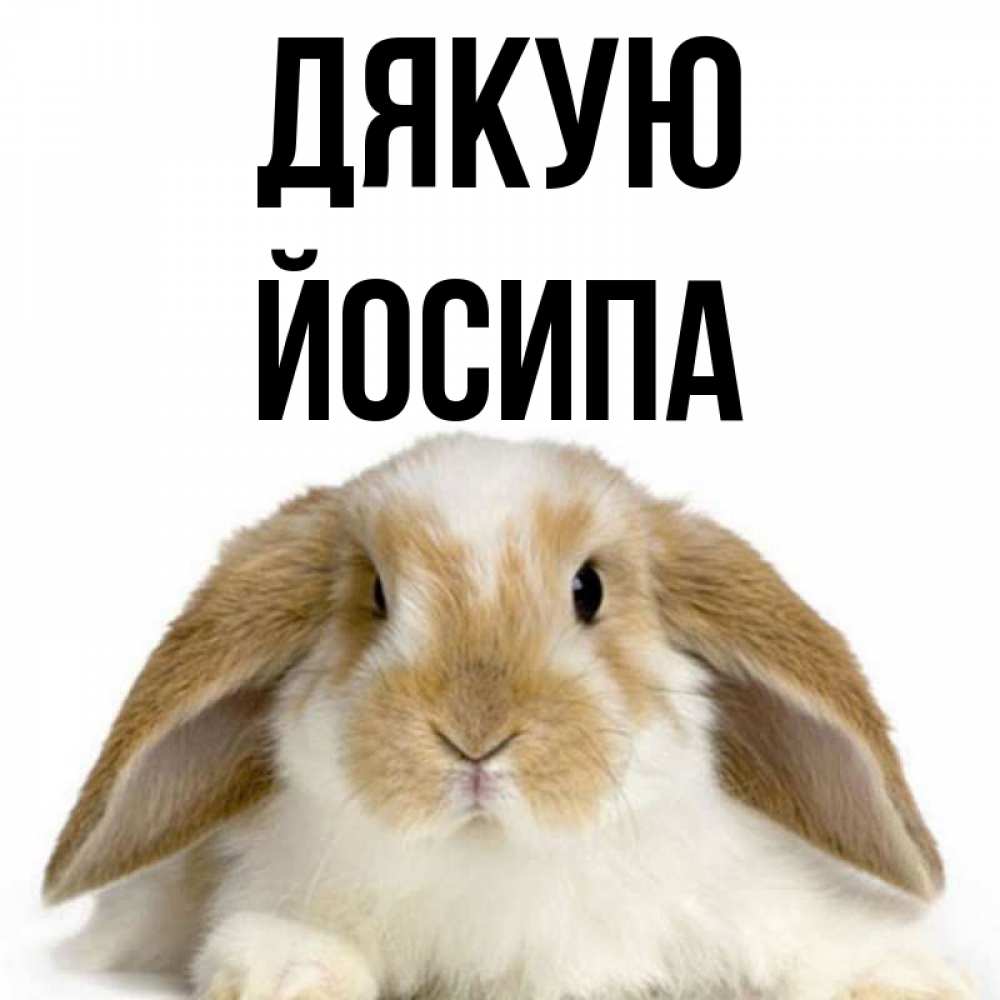 Открытка на каждый день з підписом, Йосипа Дякую коричнево белый заяц Прикольна листівка з побажанням онлайн скачати безкоштовно 