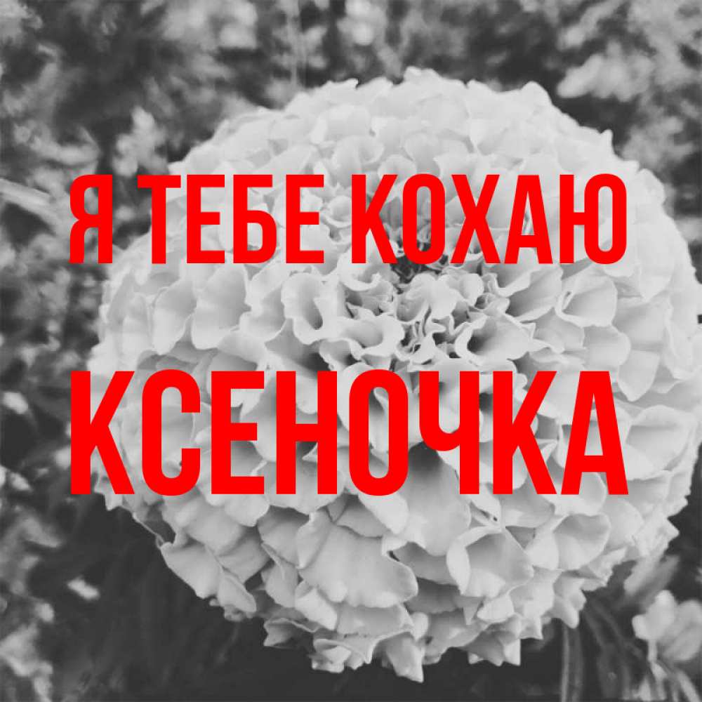 Открытка на каждый день з підписом, Ксеночка Я тебе кохаю подпись Прикольна листівка з побажанням онлайн скачати безкоштовно 