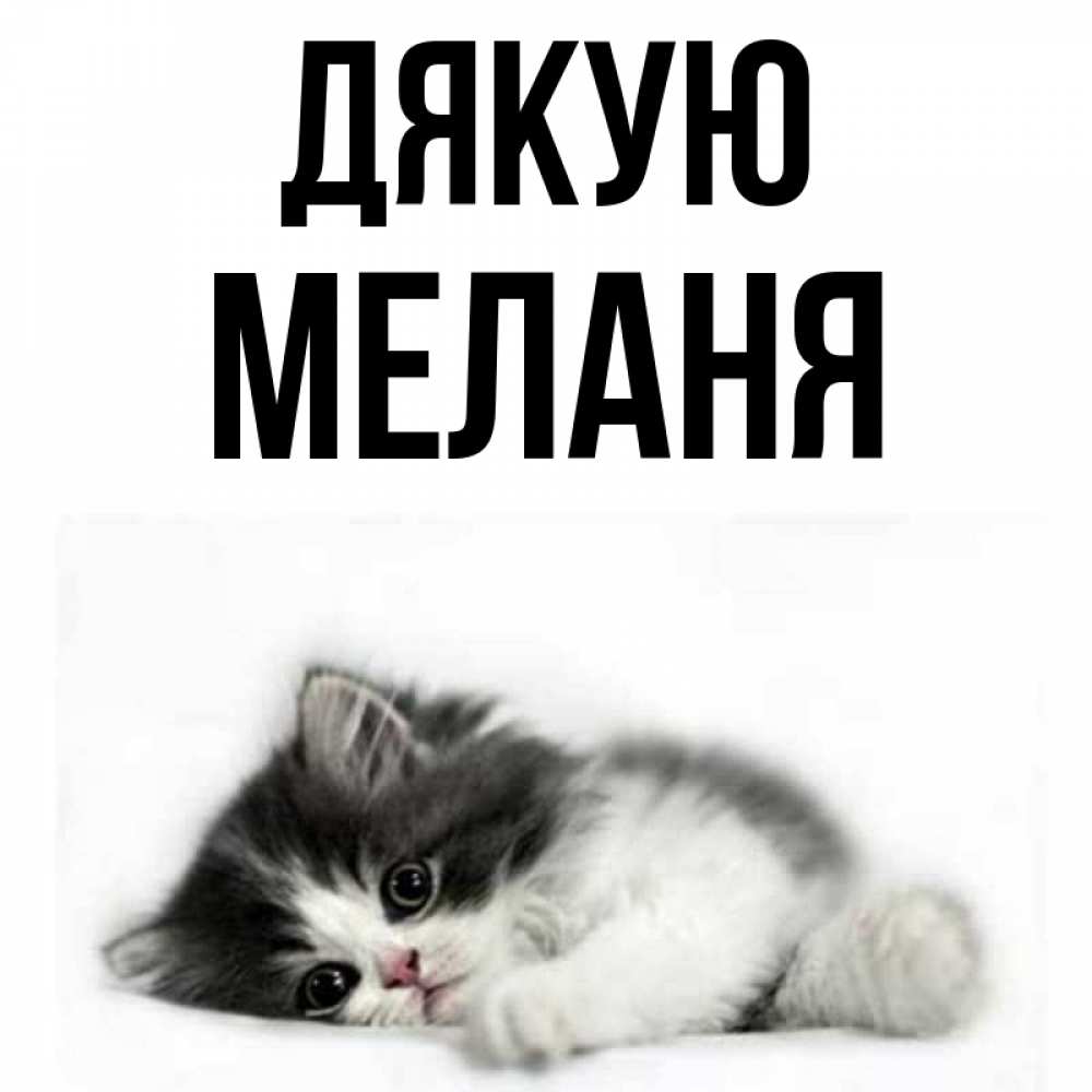Открытка на каждый день з підписом, Меланя Дякую черный и белый кот Прикольна листівка з побажанням онлайн скачати безкоштовно 