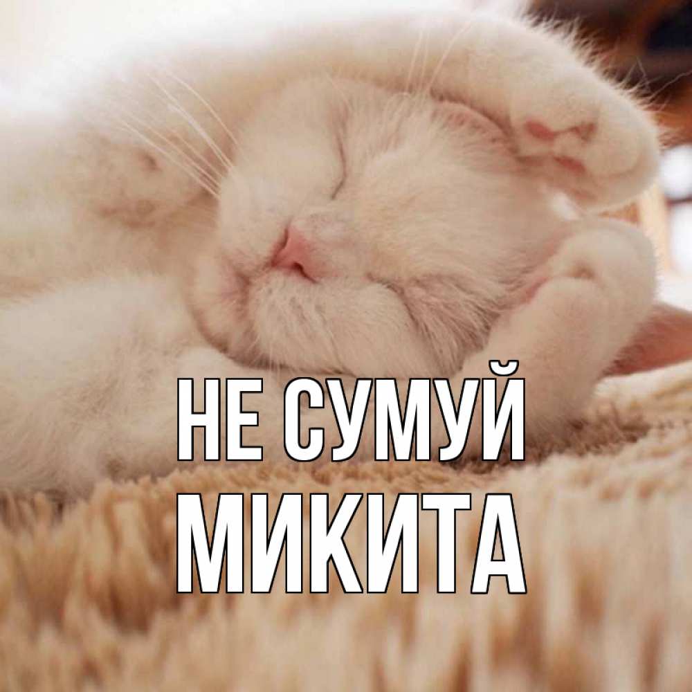 Открытка на каждый день з підписом, Микита Не сумуй белый кот Прикольна листівка з побажанням онлайн скачати безкоштовно 