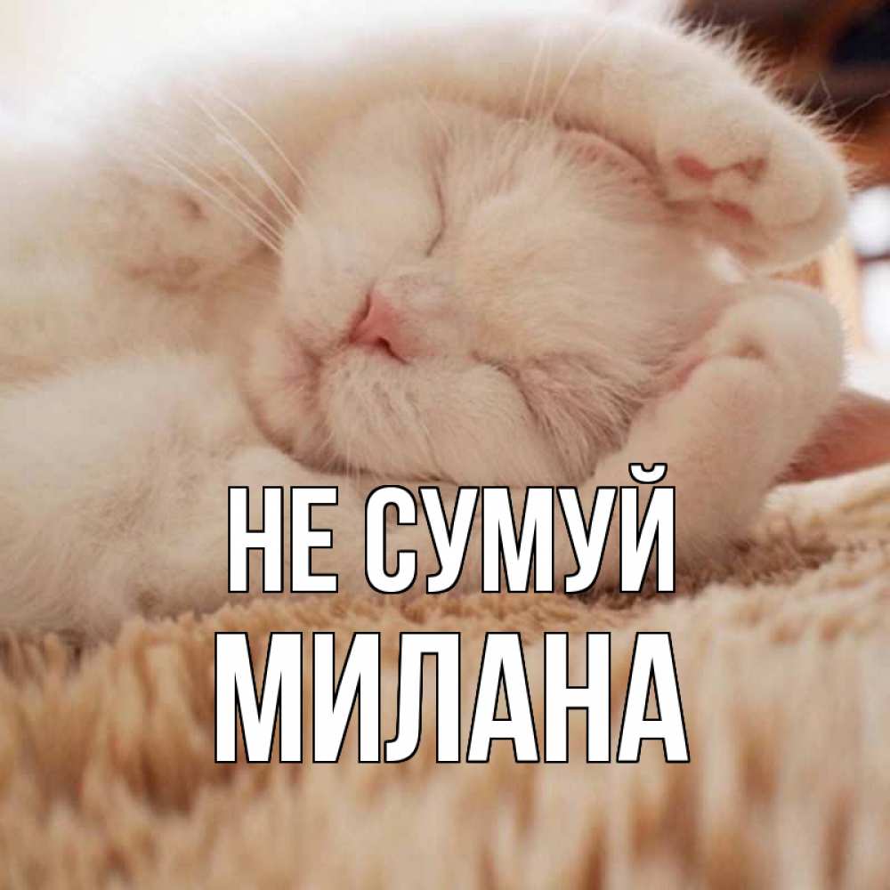 Открытка на каждый день з підписом, Милана Не сумуй белый кот Прикольна листівка з побажанням онлайн скачати безкоштовно 