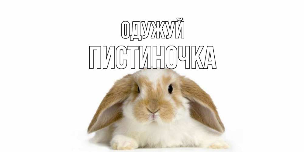 Открытка на каждый день з підписом, Пистиночка Одужуй вислоухий кролик белого и коричневого цвета Прикольна листівка з побажанням онлайн скачати безкоштовно 