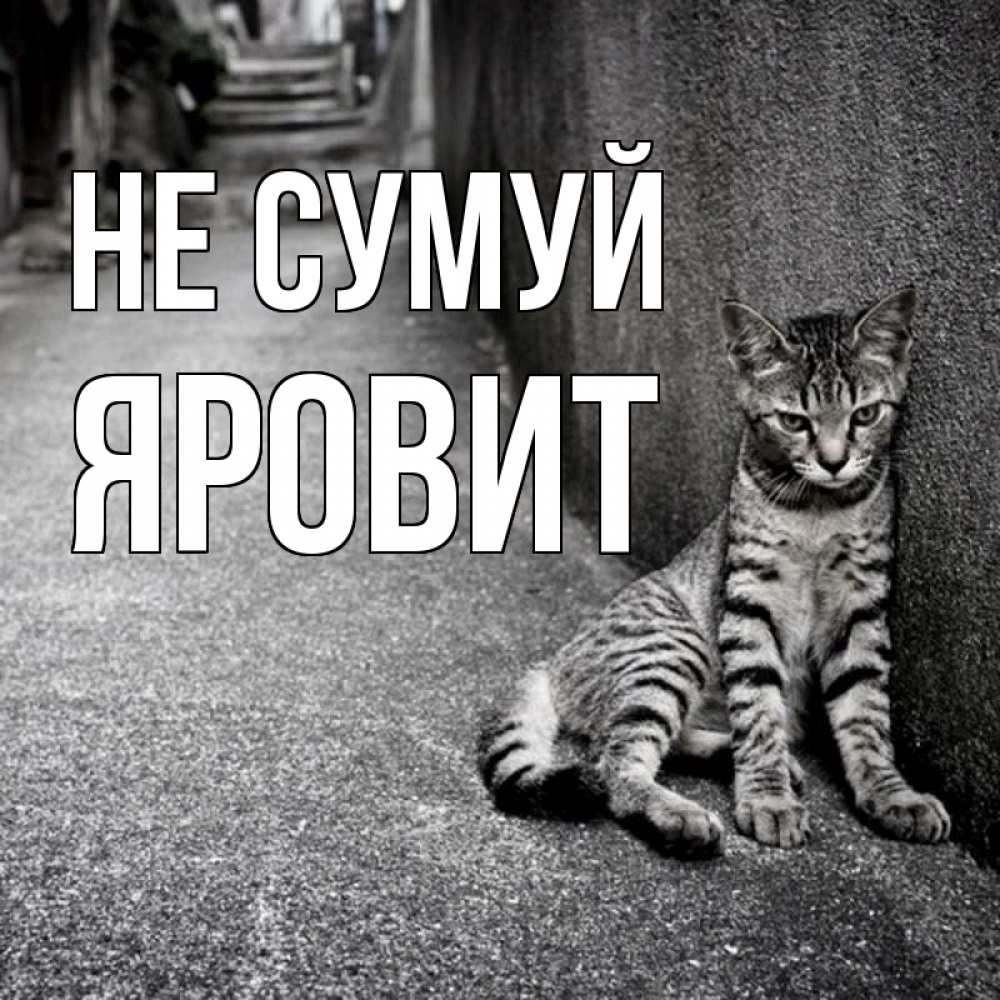Открытка на каждый день з підписом, Яровит Не сумуй скучающий котик Прикольна листівка з побажанням онлайн скачати безкоштовно 