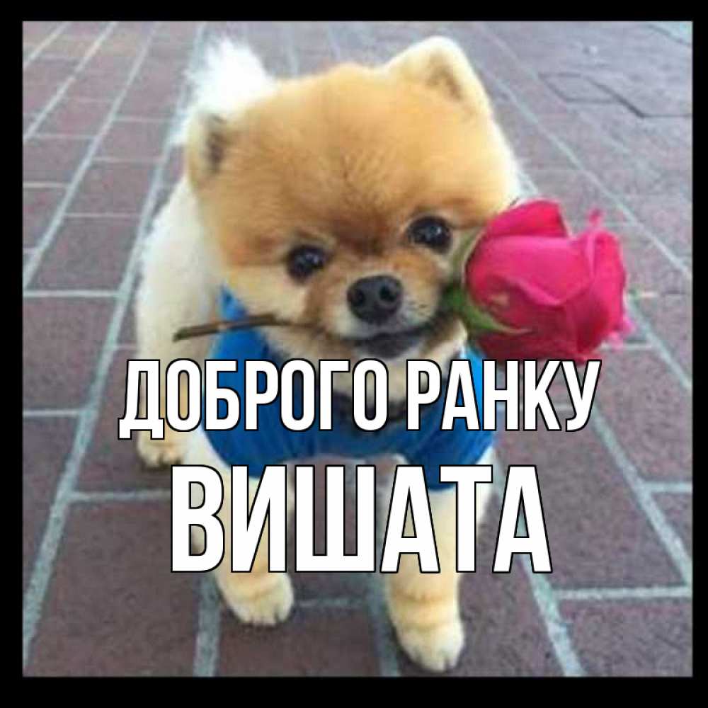 Открытка на каждый день з підписом, Вишата Доброго ранку роза в зубах Прикольна листівка з побажанням онлайн скачати безкоштовно 