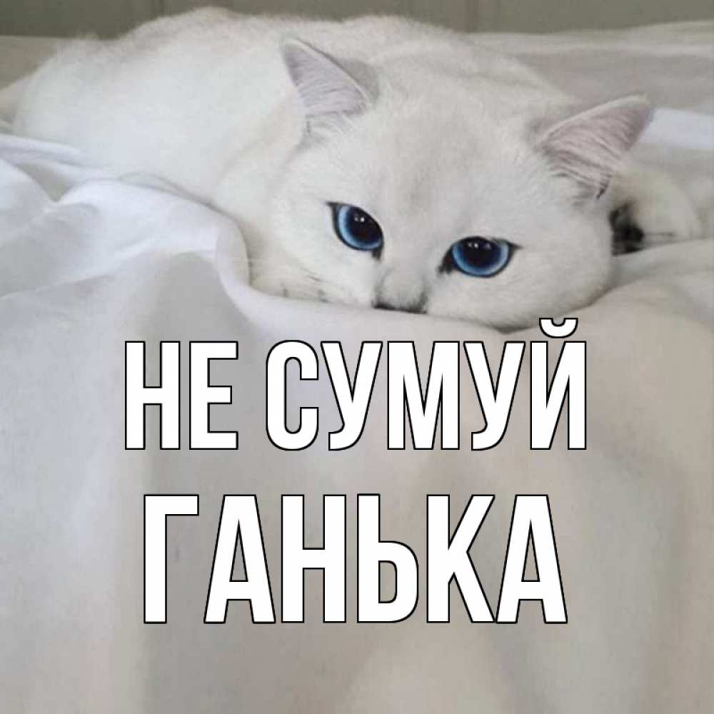 Открытка на каждый день з підписом, Ганька Не сумуй белый кот с голубыми глазами на белоснежной кровати Прикольна листівка з побажанням онлайн скачати безкоштовно 