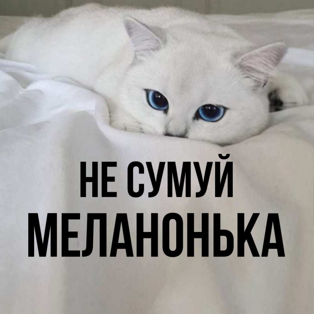 Открытка на каждый день з підписом, Меланонька Не сумуй Голубоглазая кошка Прикольна листівка з побажанням онлайн скачати безкоштовно 