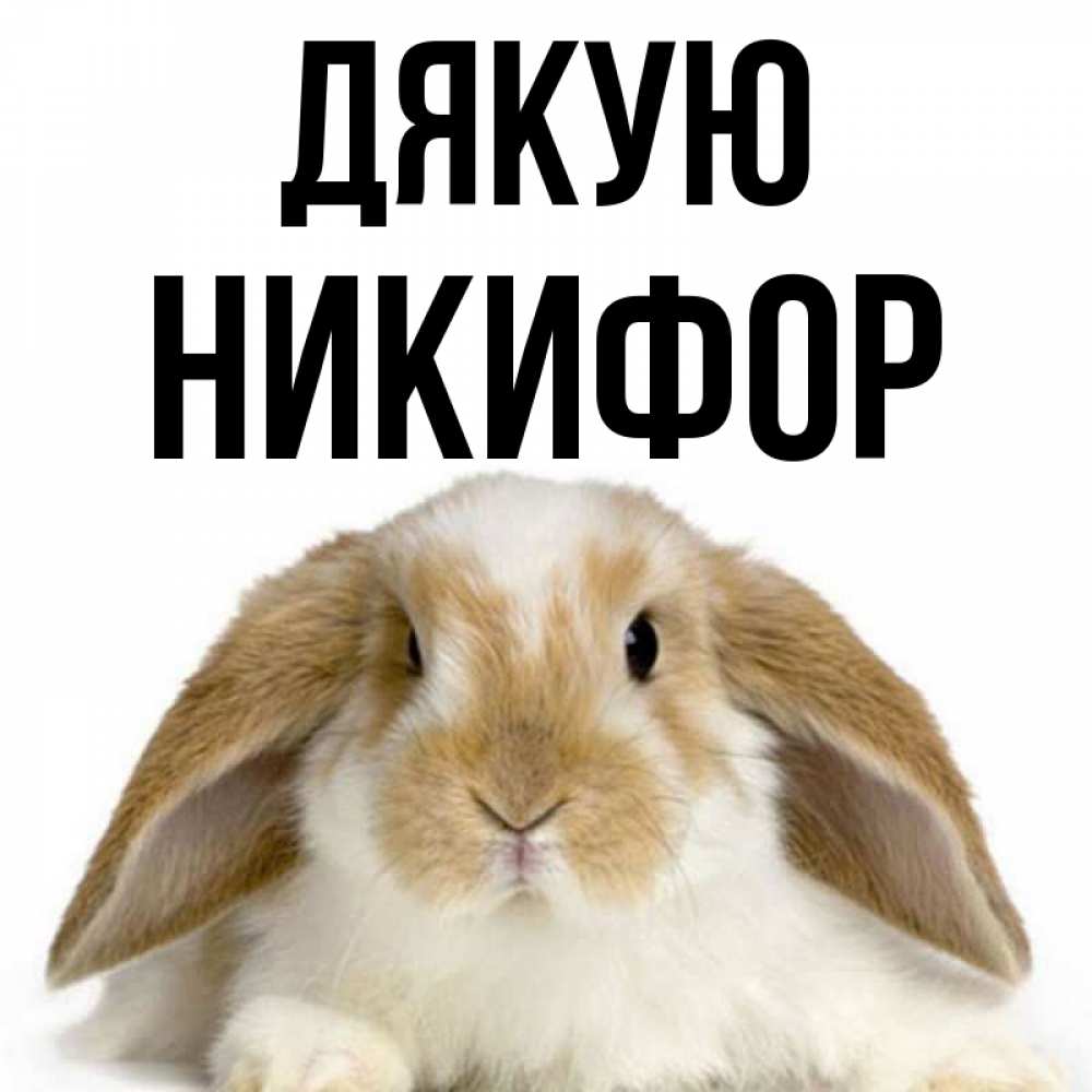Открытка на каждый день з підписом, Никифор Дякую коричнево белый заяц Прикольна листівка з побажанням онлайн скачати безкоштовно 