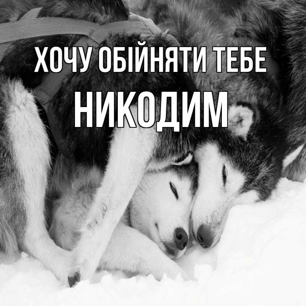 Открытка на каждый день з підписом, Никодим Хочу обійняти тебе собачки в упряжке Прикольна листівка з побажанням онлайн скачати безкоштовно 