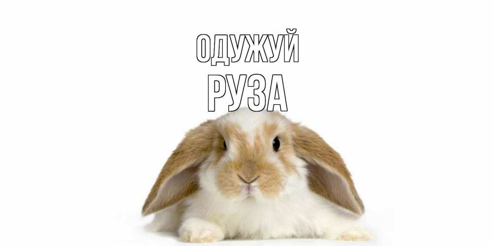 Открытка на каждый день з підписом, Руза Одужуй вислоухий кролик белого и коричневого цвета Прикольна листівка з побажанням онлайн скачати безкоштовно 
