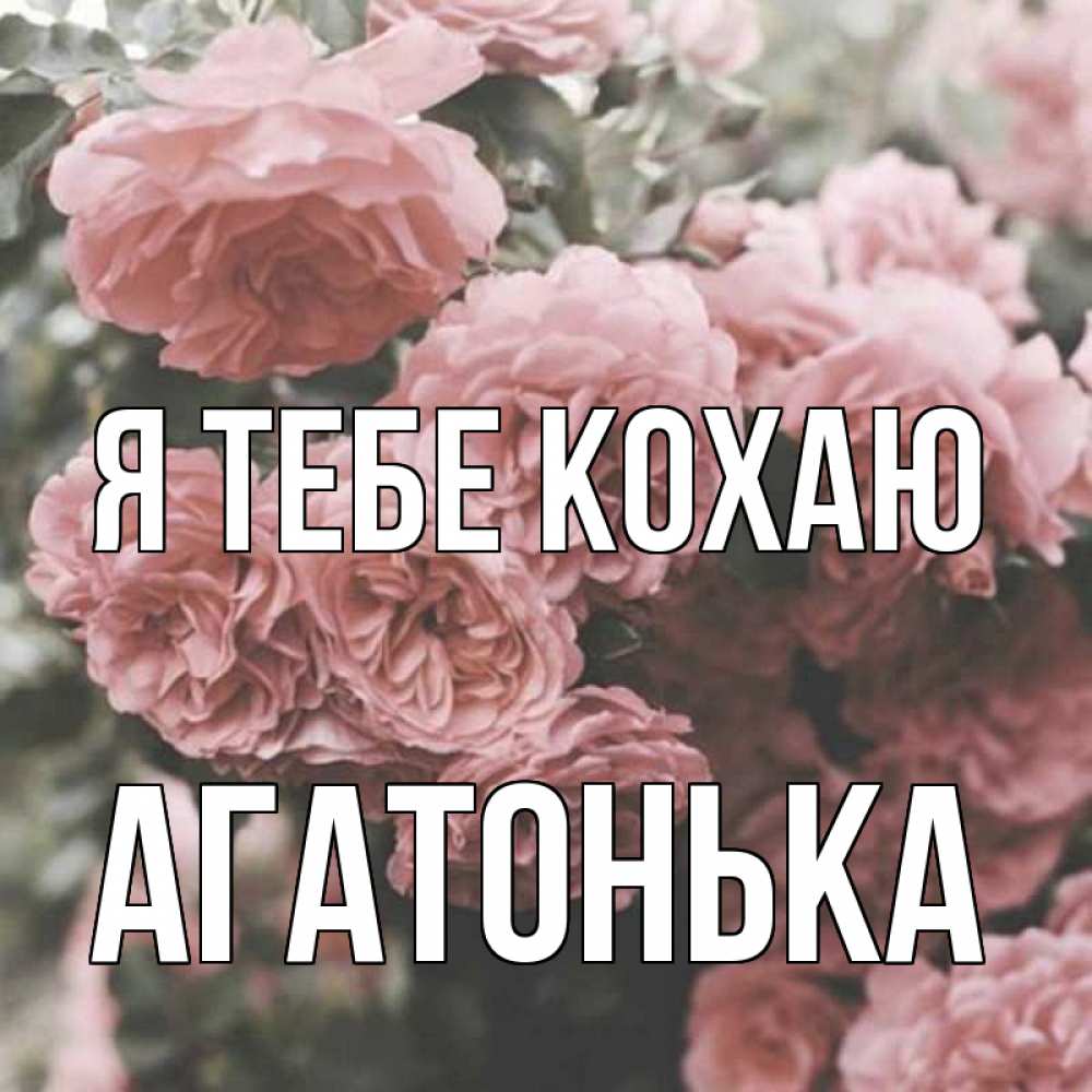 Открытка на каждый день з підписом, Агатонька Я тебе кохаю розы 3 Прикольна листівка з побажанням онлайн скачати безкоштовно 