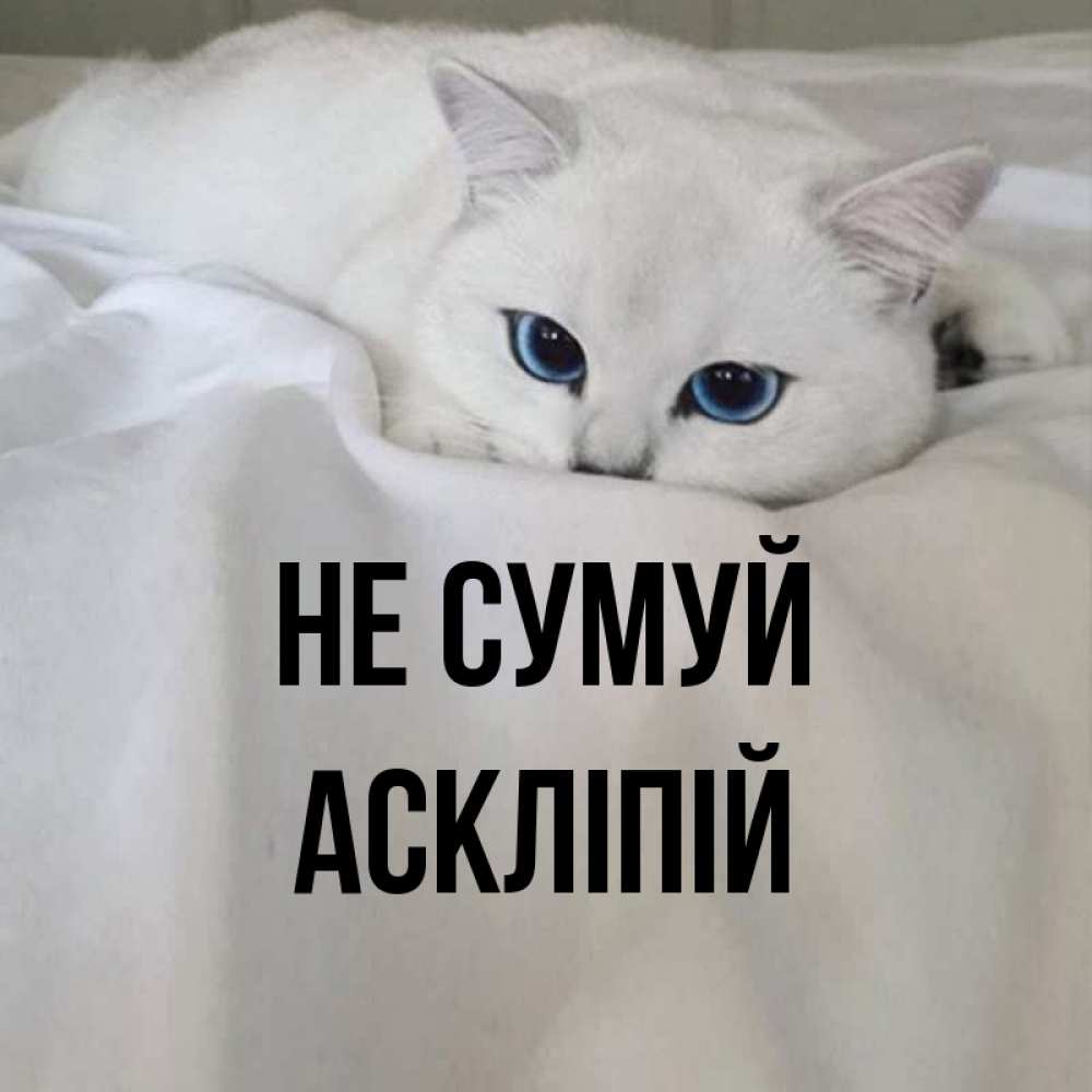 Открытка на каждый день з підписом, Аскліпій Не сумуй Голубоглазая кошка Прикольна листівка з побажанням онлайн скачати безкоштовно 