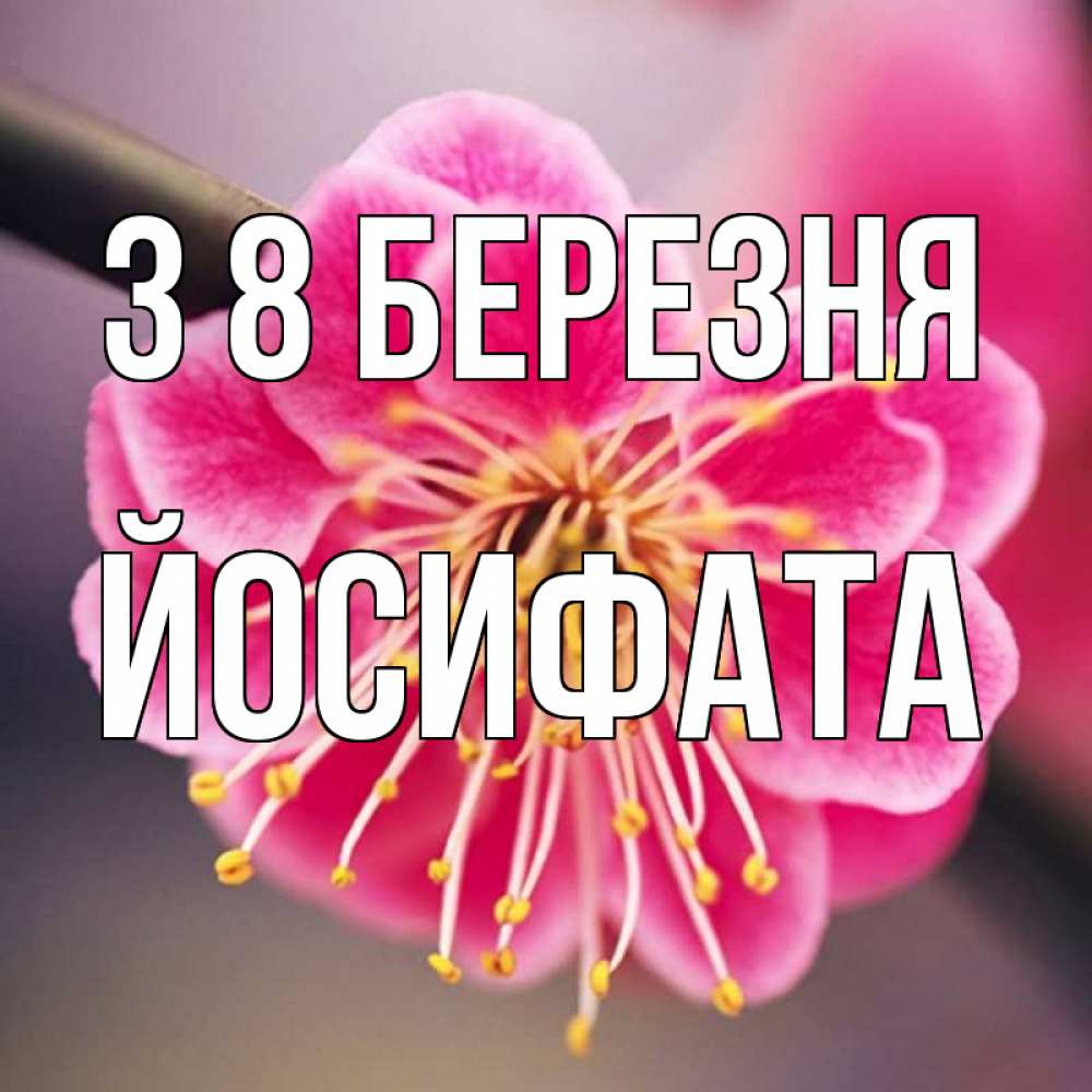 Открытка на каждый день з підписом, Йосифата З 8 БЕРЕЗНЯ цветы Прикольна листівка з побажанням онлайн скачати безкоштовно 