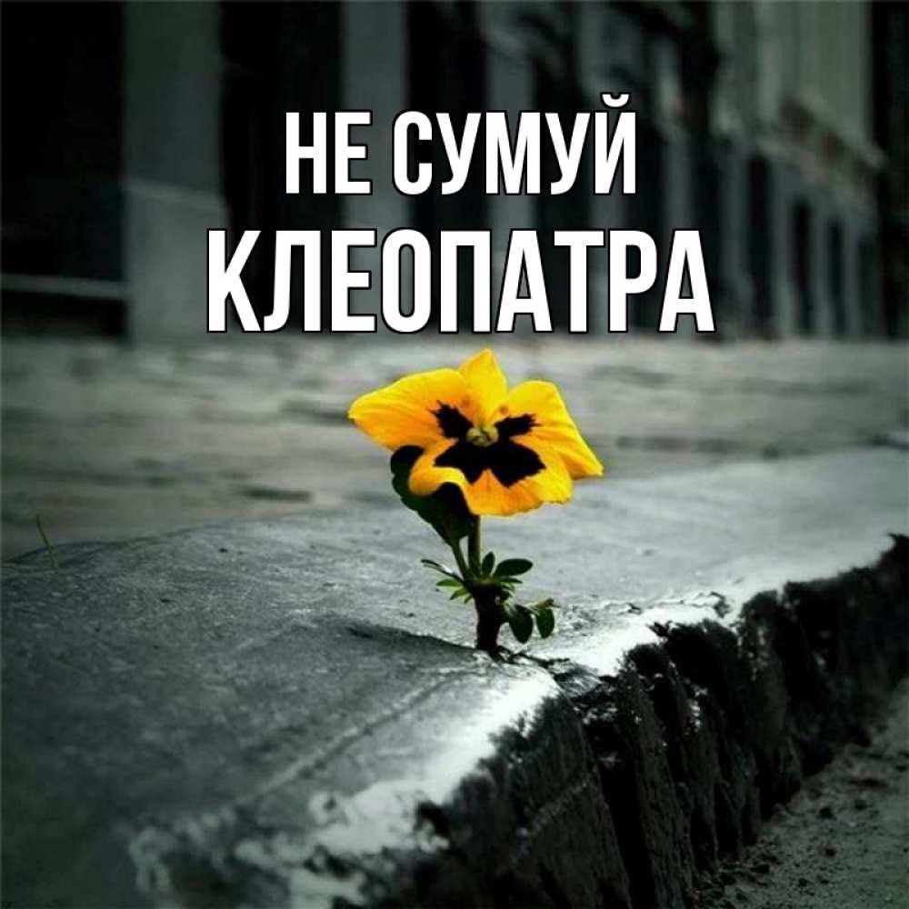Открытка на каждый день з підписом, Клеопатра Не сумуй не сдавайся Прикольна листівка з побажанням онлайн скачати безкоштовно 