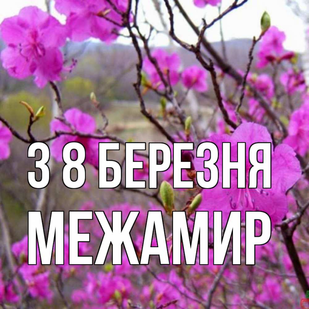 Открытка на каждый день з підписом, Межамир З 8 БЕРЕЗНЯ международный женский день Прикольна листівка з побажанням онлайн скачати безкоштовно 