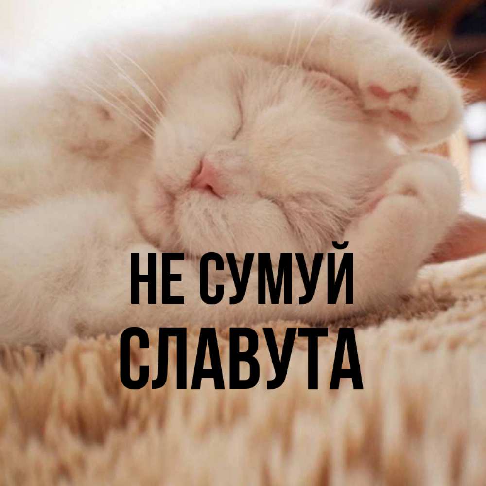 Открытка на каждый день з підписом, Славута Не сумуй Котенок спит Прикольна листівка з побажанням онлайн скачати безкоштовно 