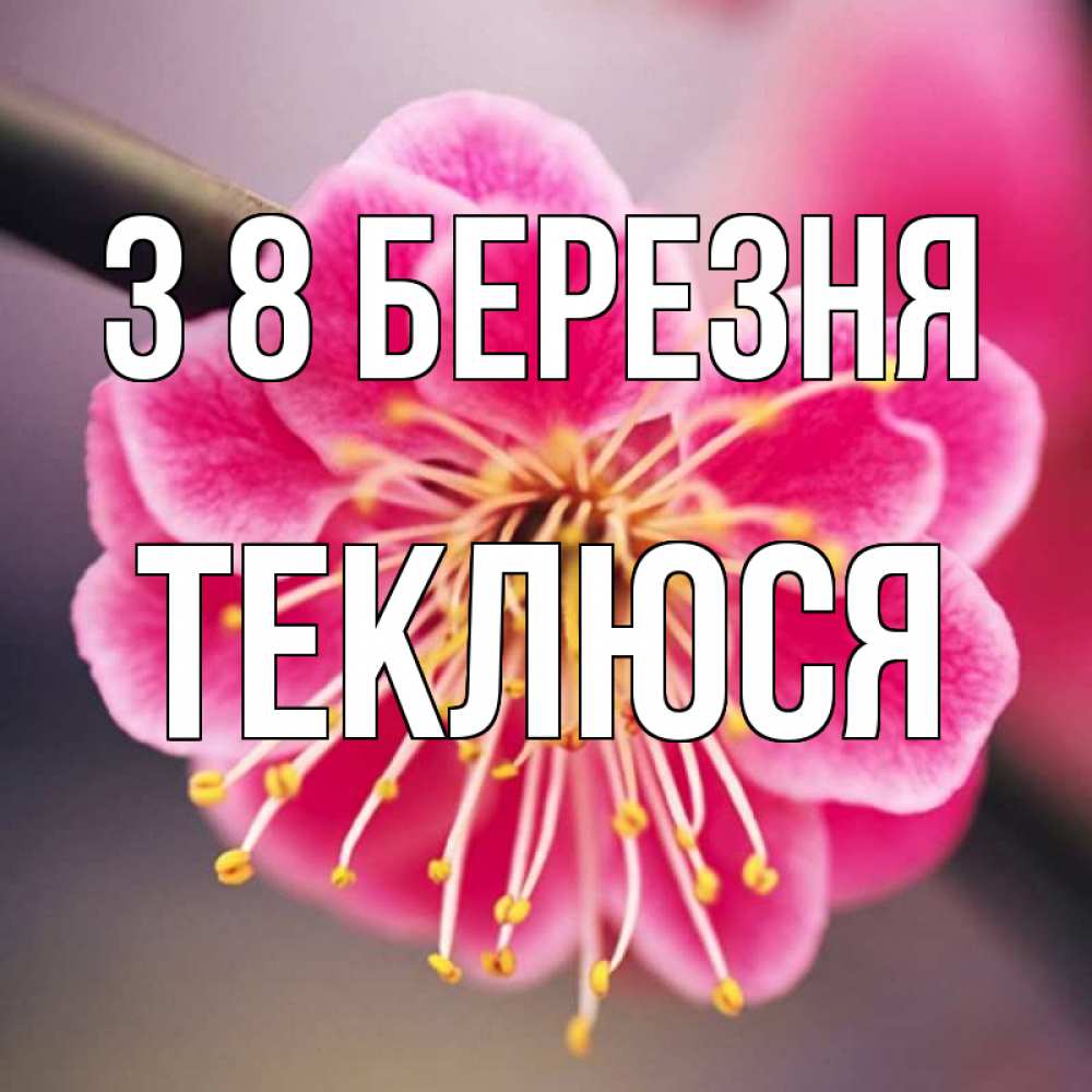 Открытка на каждый день з підписом, Теклюся З 8 БЕРЕЗНЯ цветы Прикольна листівка з побажанням онлайн скачати безкоштовно 