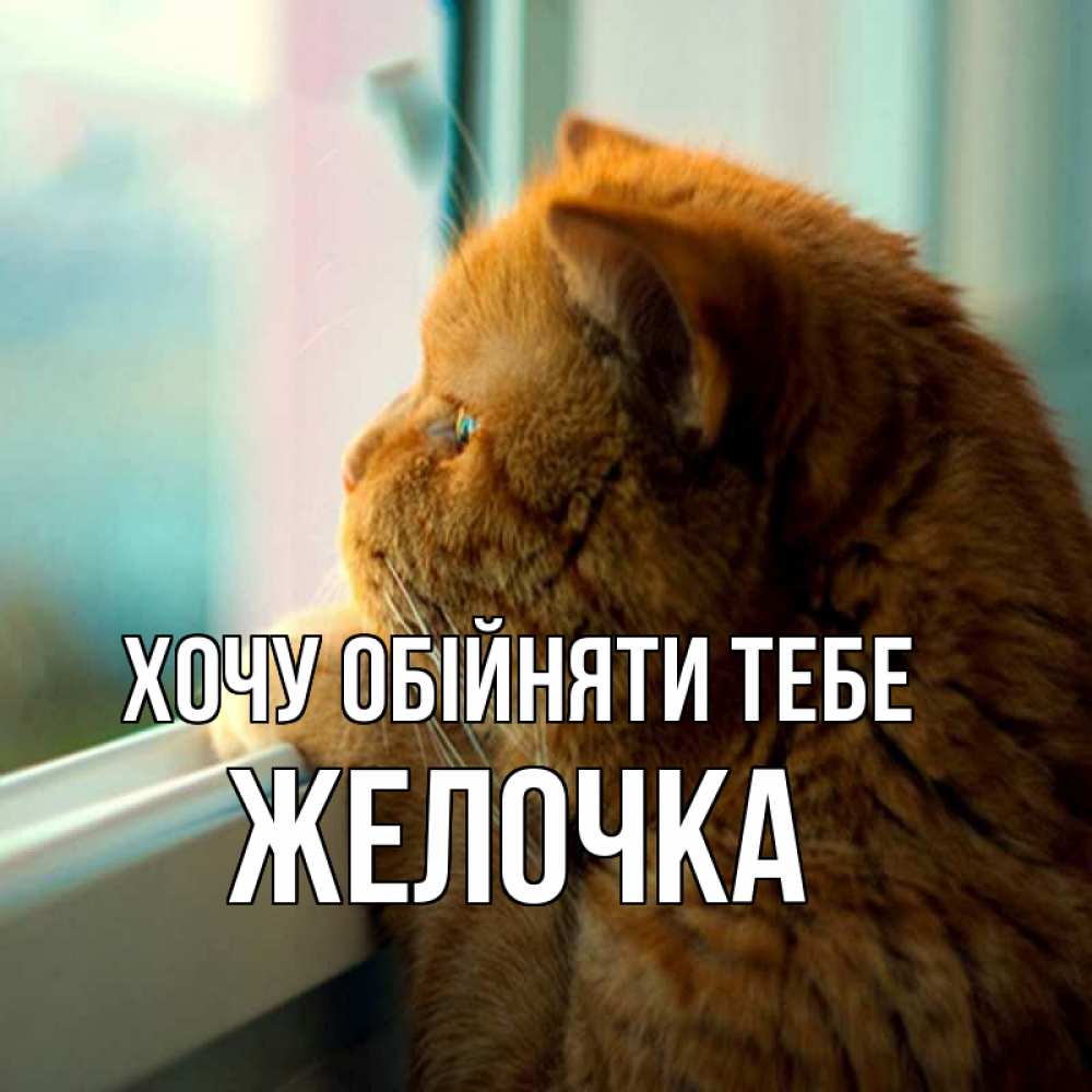 Открытка на каждый день з підписом, Желочка Хочу обійняти тебе большой огромный рыжий котяра Прикольна листівка з побажанням онлайн скачати безкоштовно 