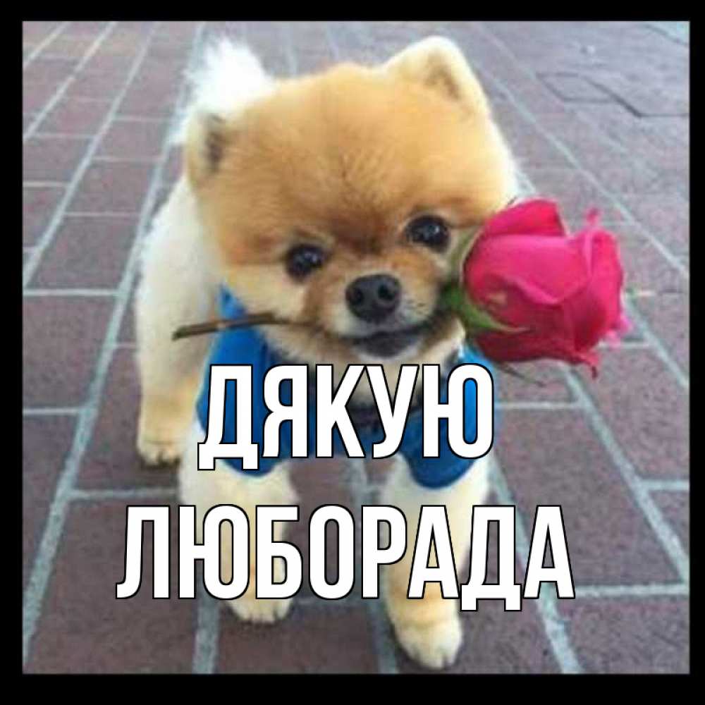 Открытка на каждый день з підписом, Люборада Дякую спасибо и дарю тебе цветок Прикольна листівка з побажанням онлайн скачати безкоштовно 