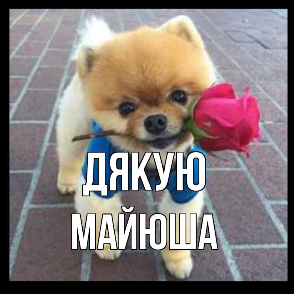 Открытка на каждый день з підписом, Майюша Дякую спасибо и дарю тебе цветок Прикольна листівка з побажанням онлайн скачати безкоштовно 
