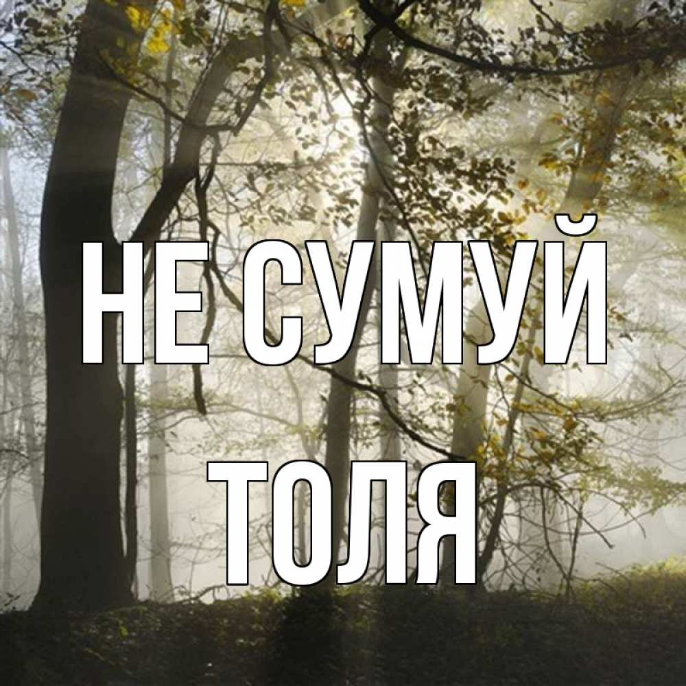Открытка на каждый день з підписом, Толя Не сумуй лес и свет Прикольна листівка з побажанням онлайн скачати безкоштовно 
