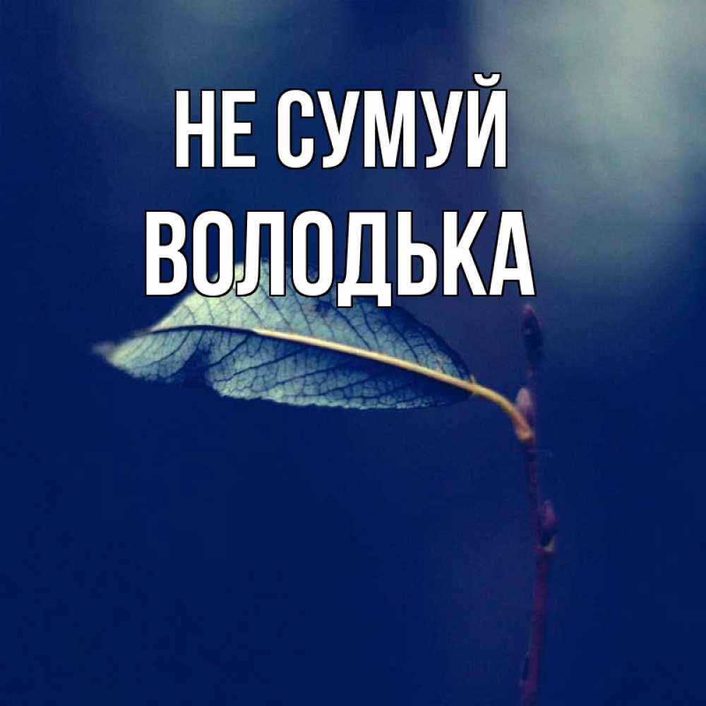 Открытка на каждый день з підписом, Володька Не сумуй растение Прикольна листівка з побажанням онлайн скачати безкоштовно 