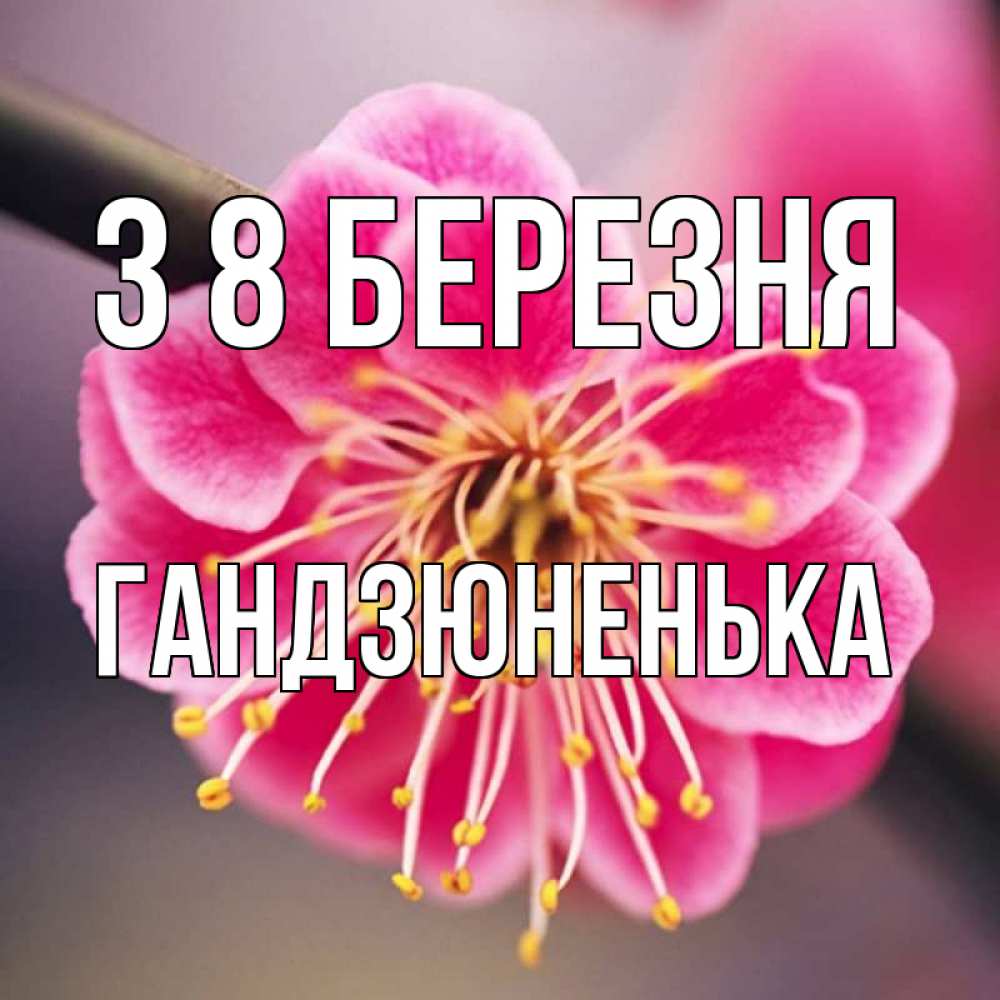 Открытка на каждый день з підписом, Гандзюненька З 8 БЕРЕЗНЯ цветы Прикольна листівка з побажанням онлайн скачати безкоштовно 