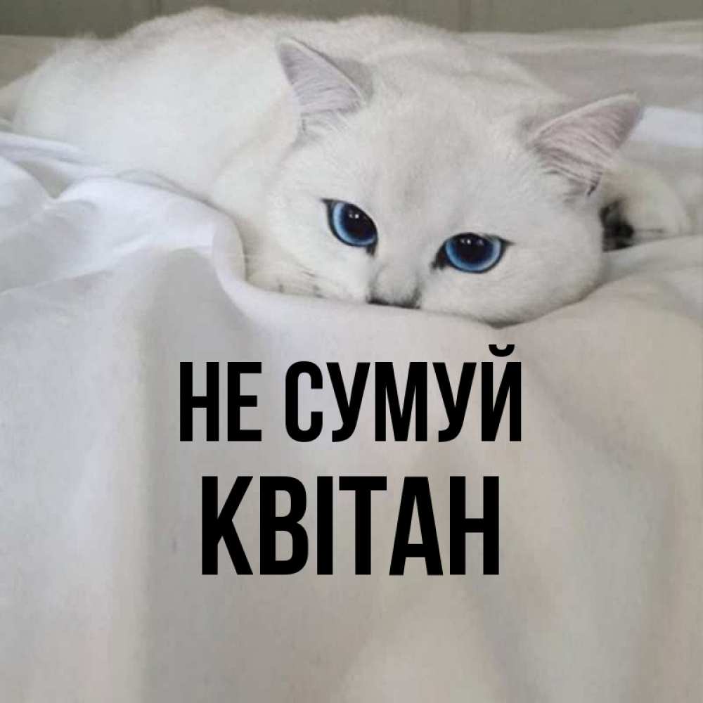 Открытка на каждый день з підписом, Квітан Не сумуй Голубоглазая кошка Прикольна листівка з побажанням онлайн скачати безкоштовно 