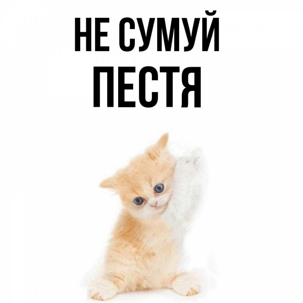 Открытка на каждый день з підписом, Пестя Не сумуй просящий кот Прикольна листівка з побажанням онлайн скачати безкоштовно 