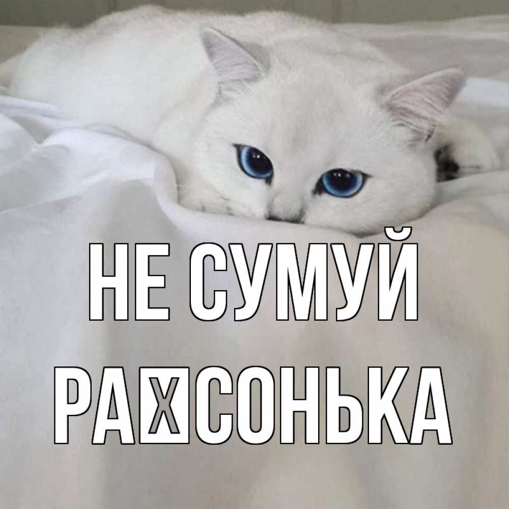 Открытка на каждый день з підписом, Раїсонька Не сумуй белый кот с голубыми глазами на белоснежной кровати Прикольна листівка з побажанням онлайн скачати безкоштовно 