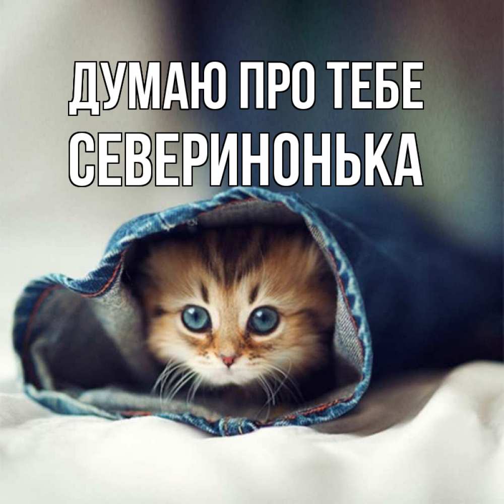 Открытка на каждый день з підписом, Северинонька Думаю про тебе мне без тебя плохо Прикольна листівка з побажанням онлайн скачати безкоштовно 