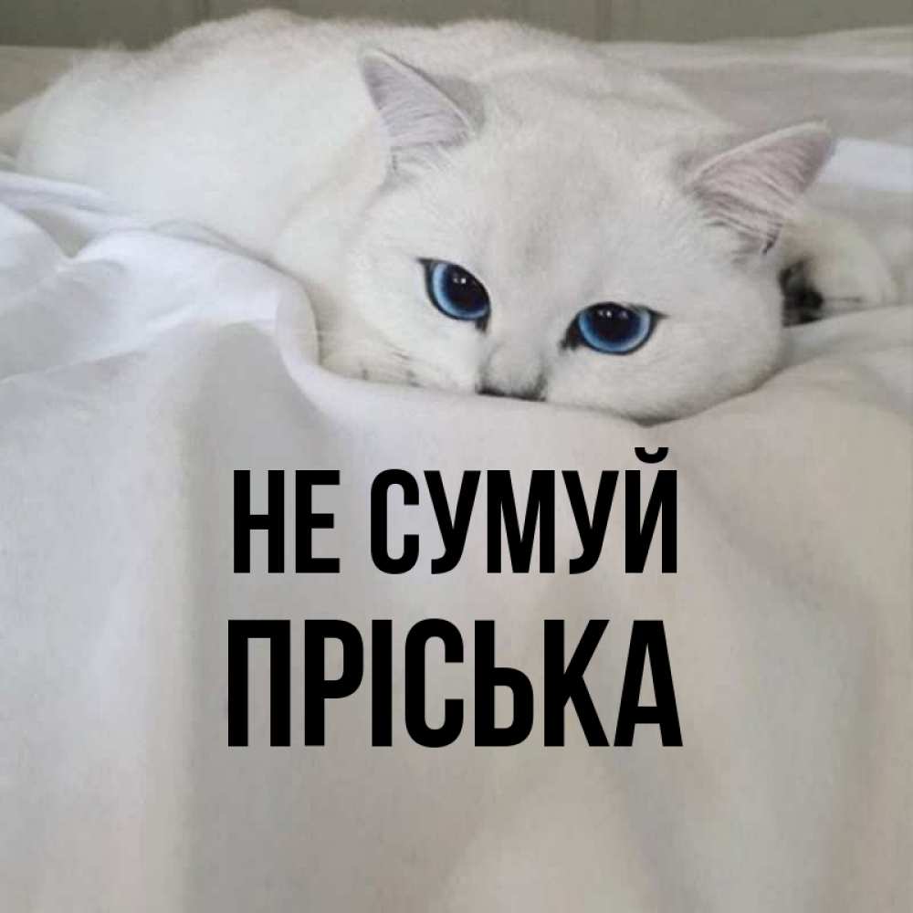 Открытка на каждый день з підписом, Пріська Не сумуй Голубоглазая кошка Прикольна листівка з побажанням онлайн скачати безкоштовно 
