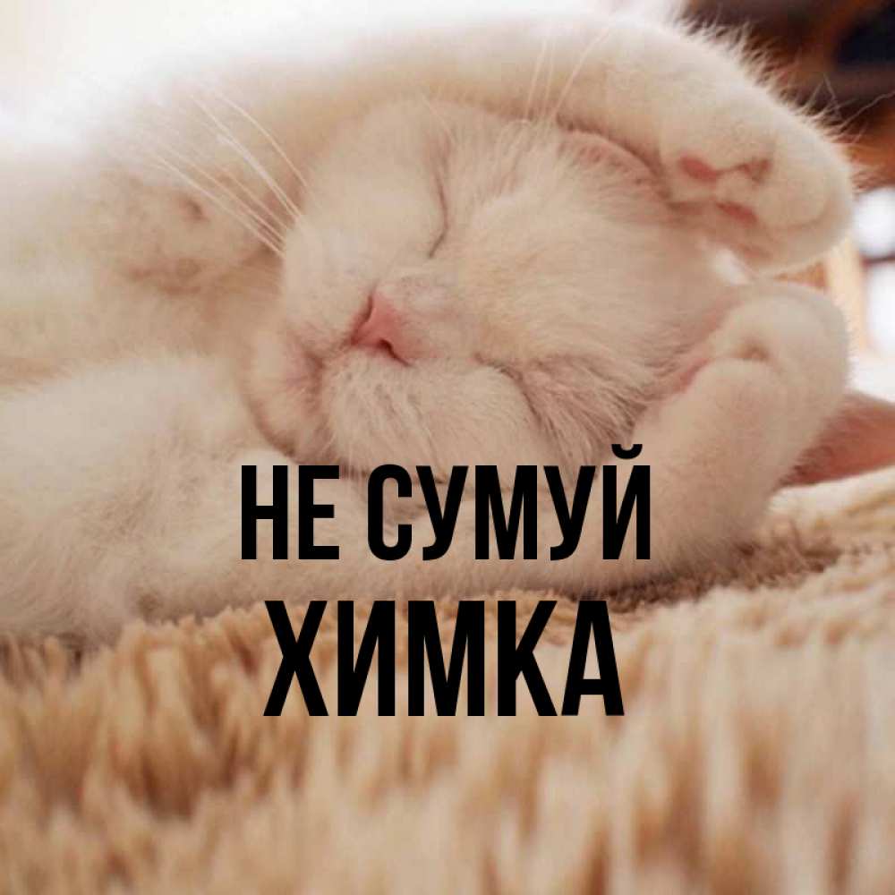 Открытка на каждый день з підписом, Химка Не сумуй Котенок спит Прикольна листівка з побажанням онлайн скачати безкоштовно 