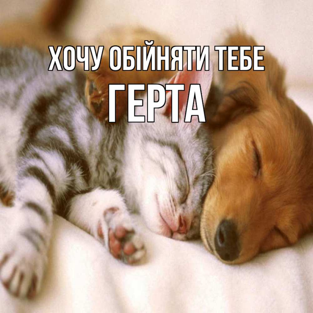 Открытка на каждый день з підписом, Герта Хочу обійняти тебе пес и котенок Прикольна листівка з побажанням онлайн скачати безкоштовно 