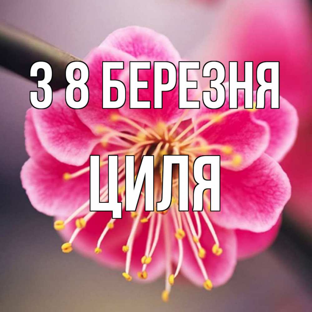 Открытка на каждый день з підписом, Циля З 8 БЕРЕЗНЯ цветы Прикольна листівка з побажанням онлайн скачати безкоштовно 