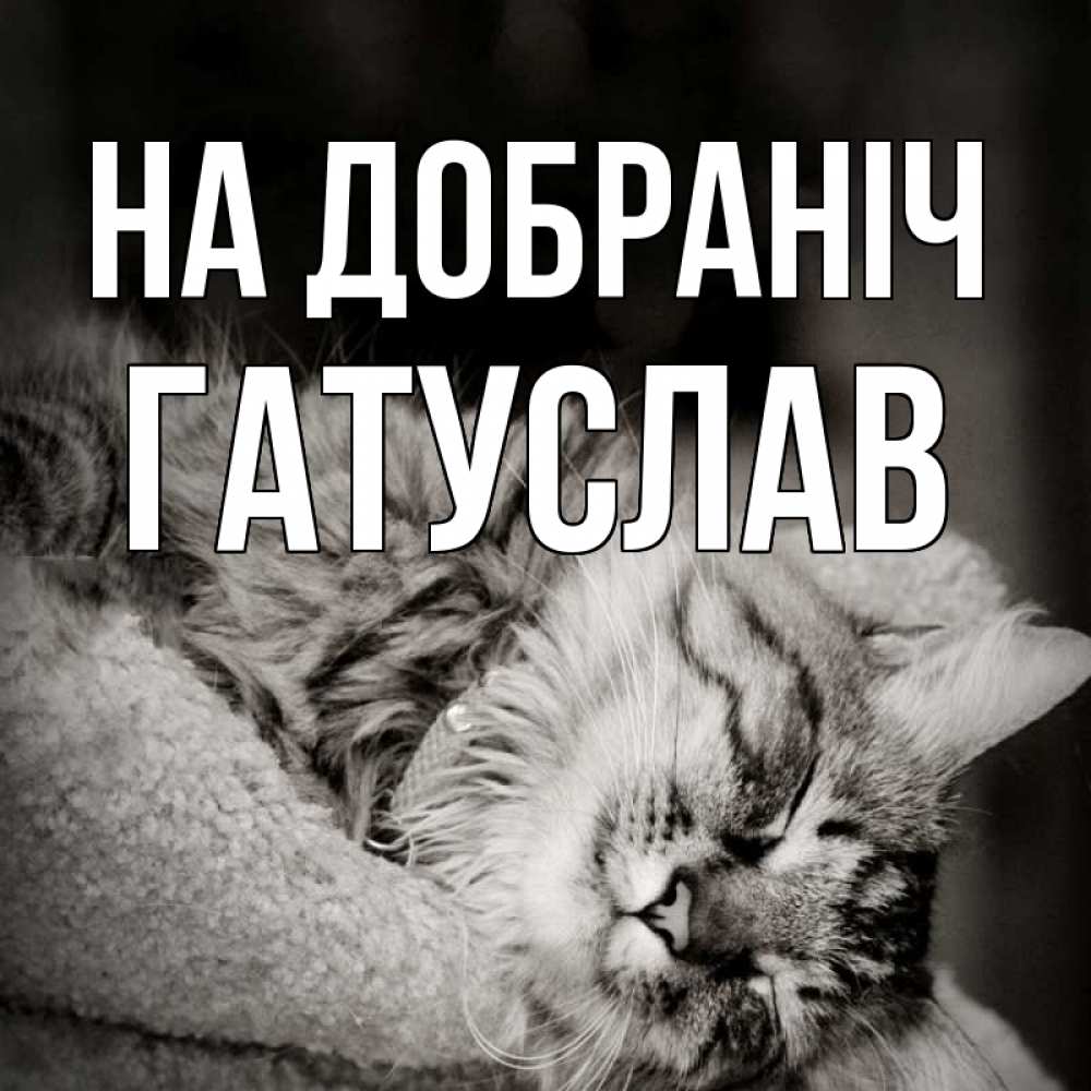 Открытка на каждый день з підписом, Гатуслав На добраніч котярик пушистый Прикольна листівка з побажанням онлайн скачати безкоштовно 